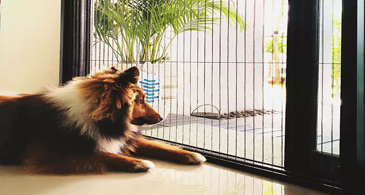 Sliding Screen Pet Door Repair in Merritt Island, FL