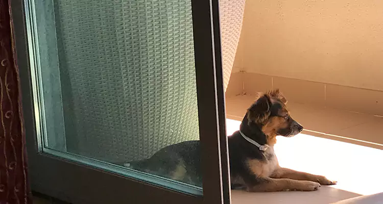 French Door Pet Screen Repair in Merritt Island, FL